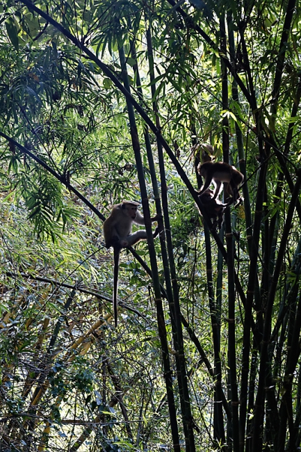 Kandy-Botanical garden-015